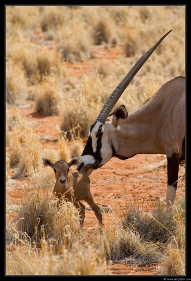 Namibie