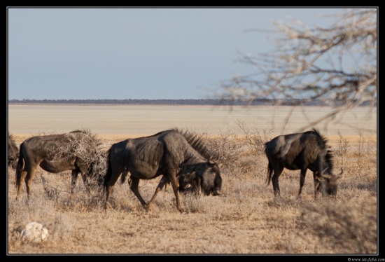 Namibie