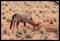 Namibie