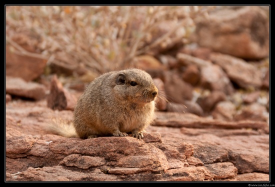 Namibie