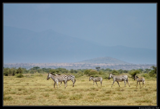 Tanzanie 2014
