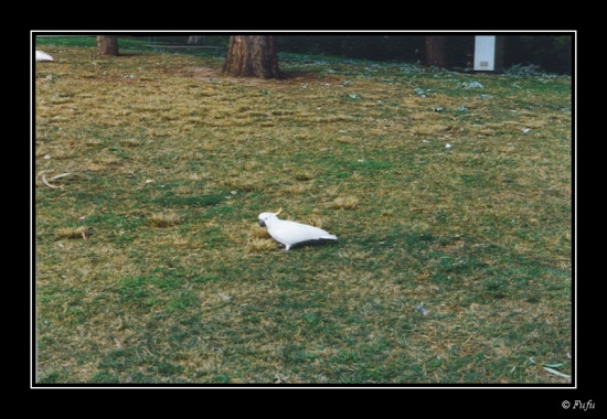bCacatoes - 01