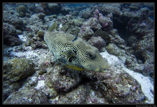 Maldives