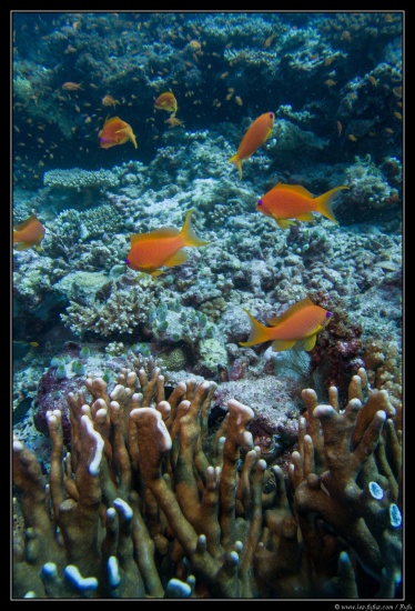 Maldives
