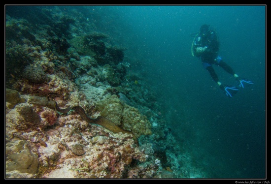 Maldives