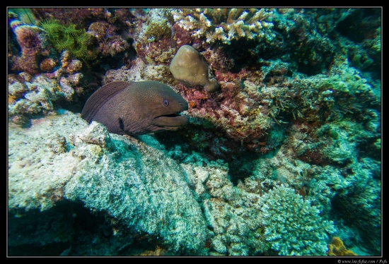 Maldives