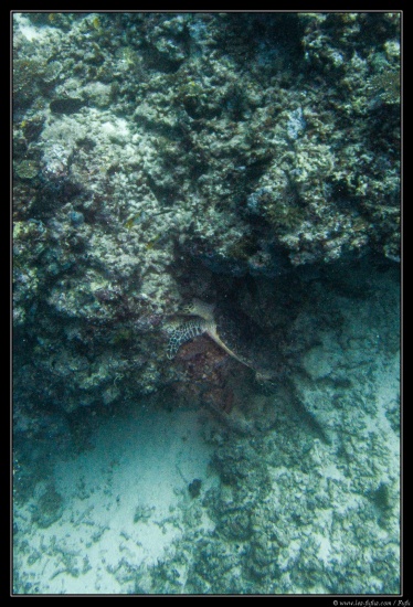 Maldives