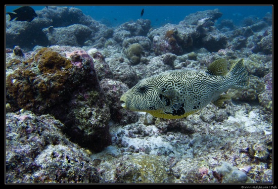 Maldives