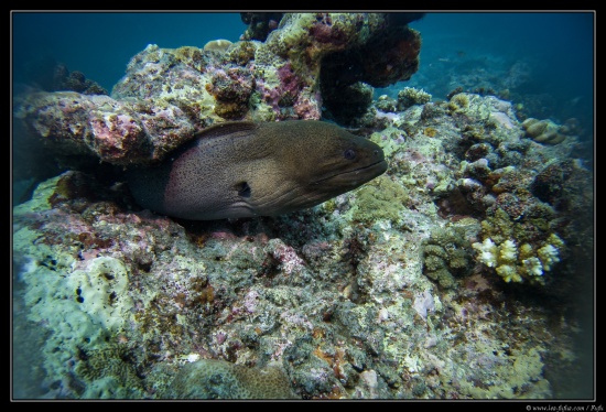 Maldives