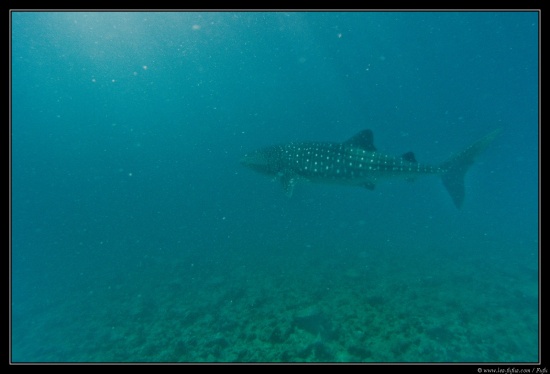 Maldives