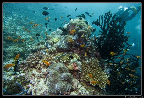 Maldives