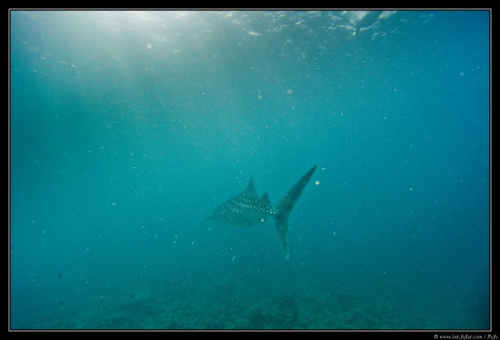 Maldives