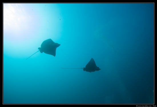 Maldives