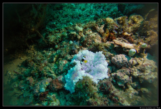 Maldives