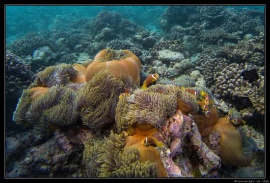 Maldives