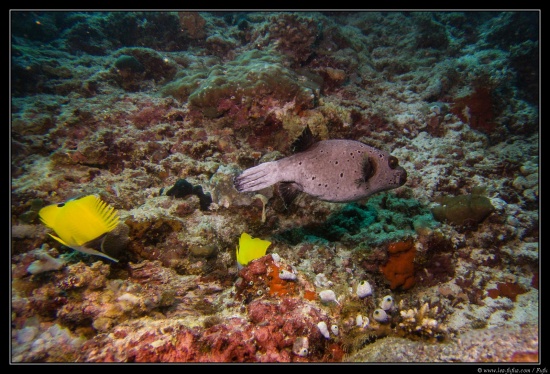 Maldives