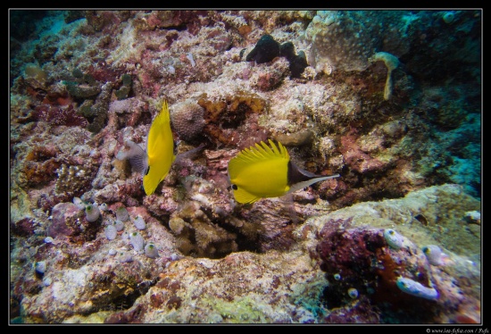 Maldives