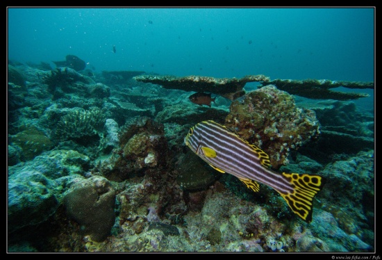 Maldives