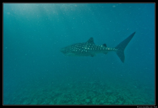 Maldives