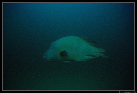 Maldives