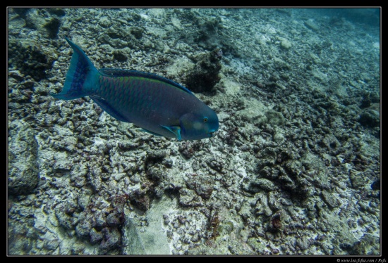 Maldives