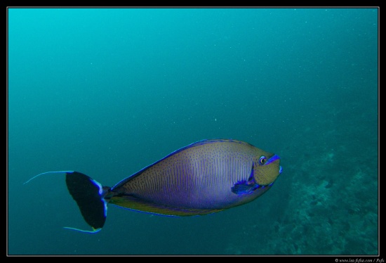 Maldives