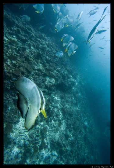 Maldives