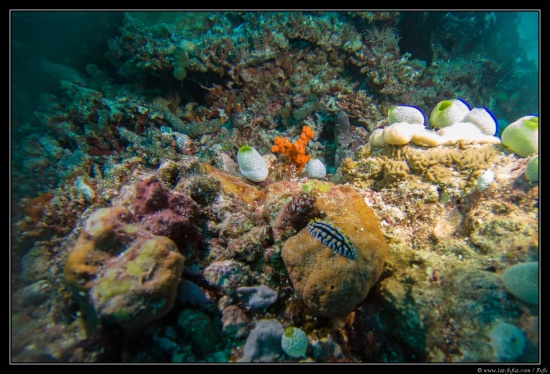 Maldives