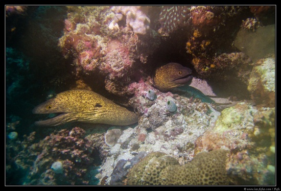 Maldives
