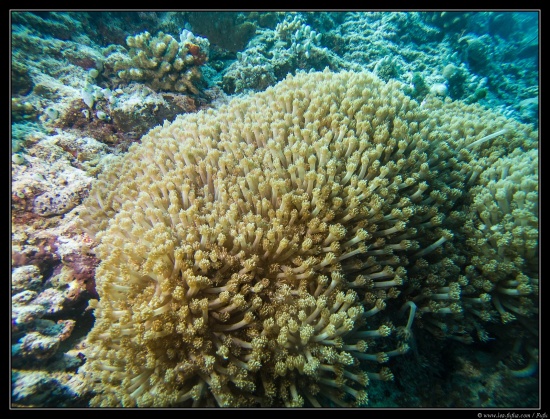 Maldives