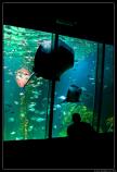 b070916 - 3223 - Dingle Aquarium