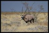 Namibie