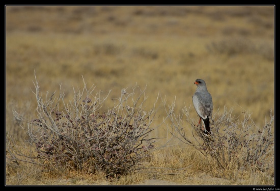 Namibie