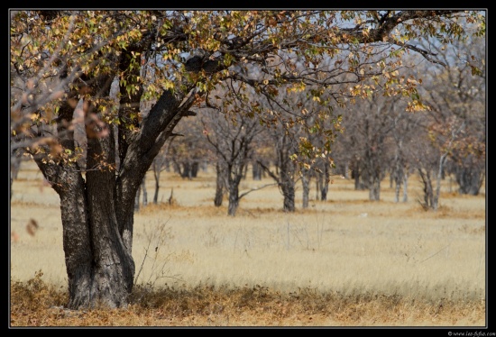 Namibie