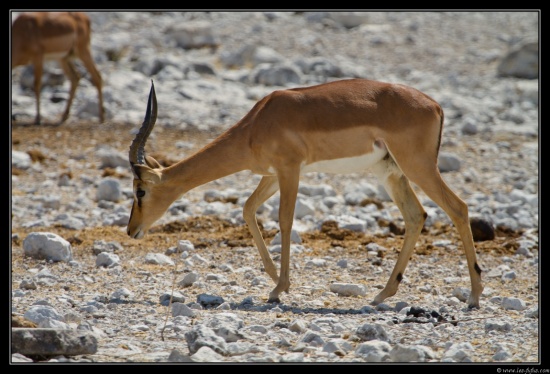 Namibie