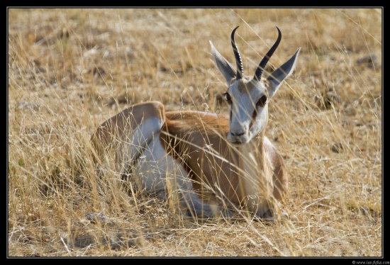 Namibie