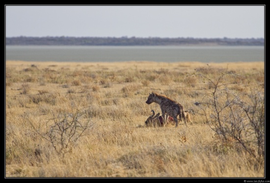 Namibie