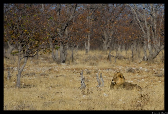 Namibie