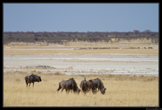 Namibie