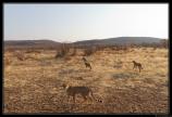 Namibie