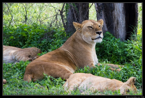 Tanzanie 2014