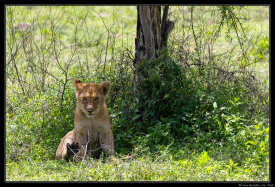Tanzanie 2014