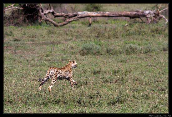 Tanzanie 2014