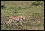 Tanzanie 2014
