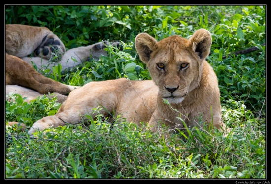 Tanzanie 2014
