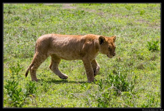 Tanzanie 2014