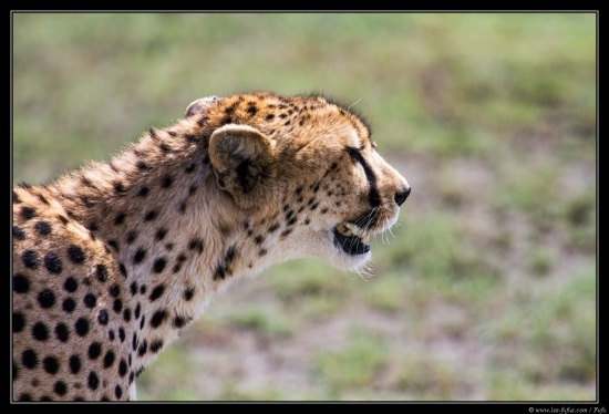 Tanzanie 2014