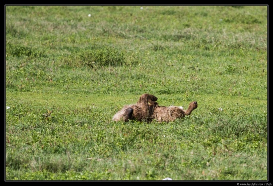 Tanzanie 2014