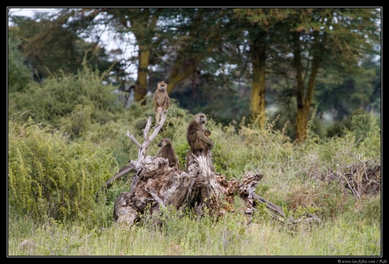 Tanzanie 2014