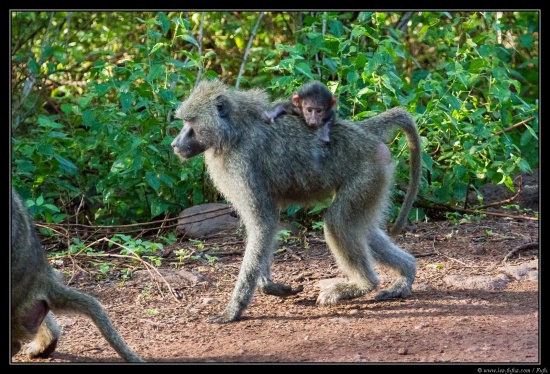 Tanzanie 2014